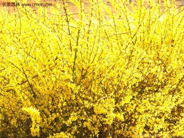 沭陽的連翹市場(chǎng)