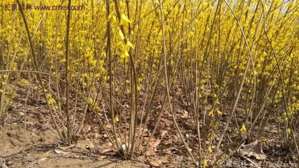 沭陽的連翹市場(chǎng)