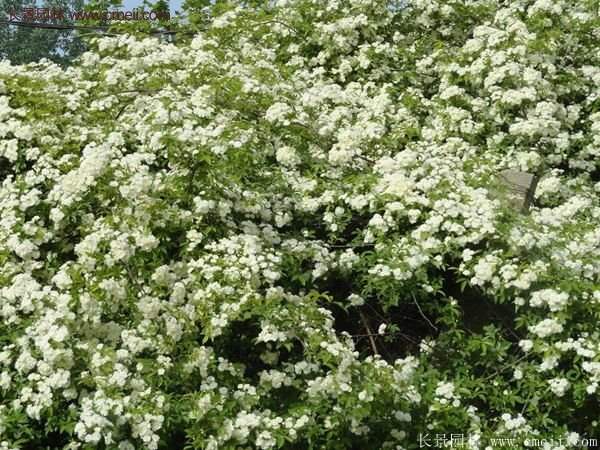 便宜的多花薔薇去哪買？