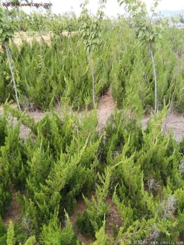 龍柏基地小龍柏實(shí)拍圖片