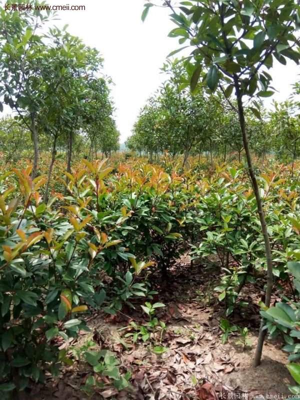 沭陽基地的紅葉石楠