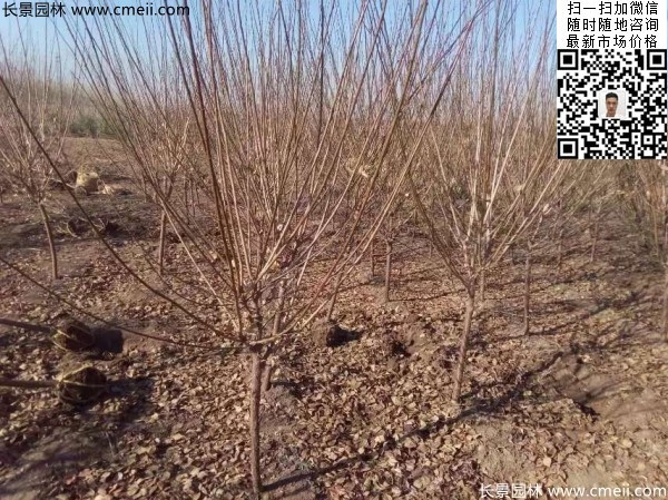 地徑5-7公分紅梅，數量7000棵左右