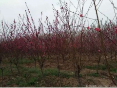 6公分紅葉碧桃多少錢一棵？