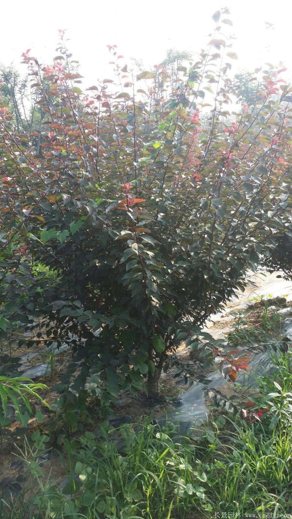 紅梅苗木-沭陽長景園林 紅梅苗木-沭陽長景園林