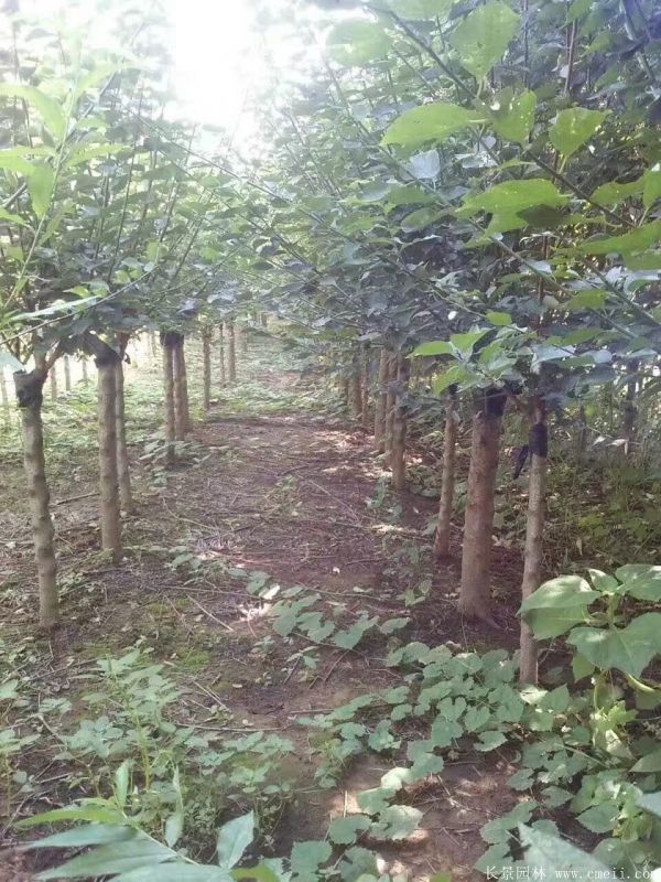 紅梅苗木-沭陽長景園林 紅梅苗木-沭陽長景園林