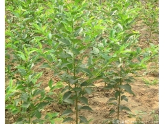 400萬棵日本櫻花小苗，桿子直長勢好，真正的物