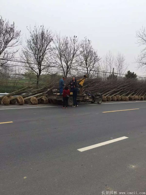 鵝掌楸基地鵝掌楸圖片 鵝掌楸基地鵝掌楸圖片