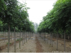 「欒樹」最新欒樹_價(jià)格_圖片_產(chǎn)地報(bào)價(jià)表