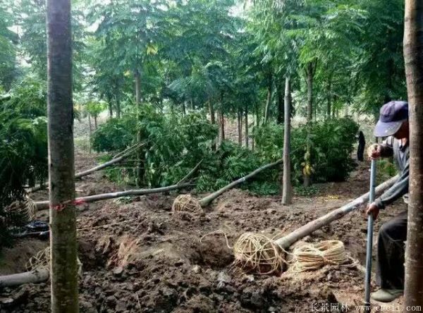 欒樹圖片欒樹基地 欒樹圖片欒樹基地