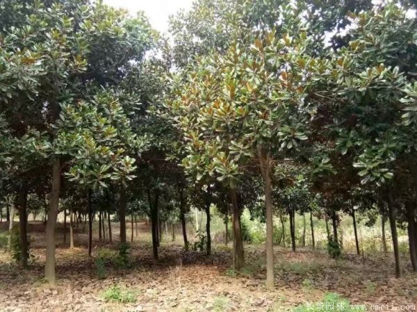 廣玉蘭圖片廣玉蘭基地實拍 廣玉蘭圖片廣玉蘭基地實拍