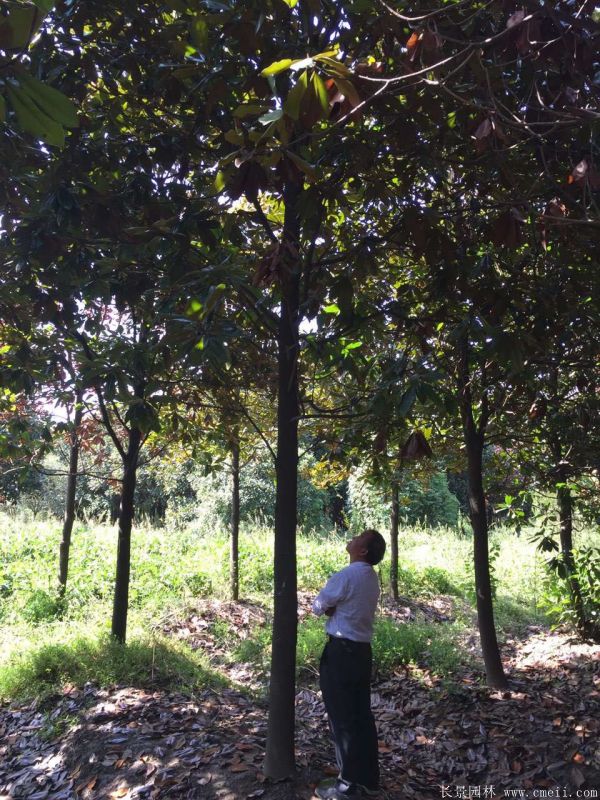 廣玉蘭圖片廣玉蘭基地實拍 廣玉蘭圖片廣玉蘭基地實拍