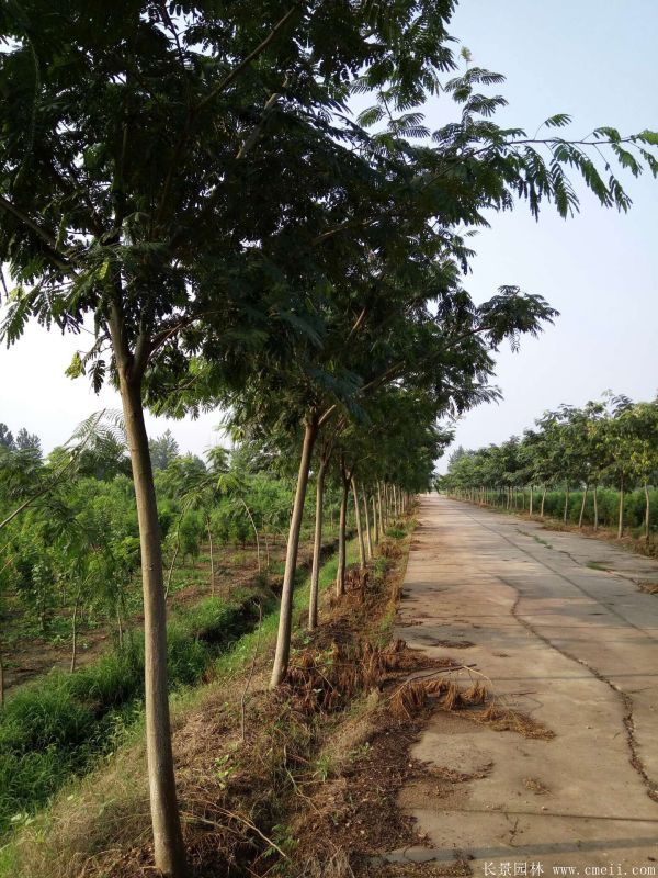 合歡樹圖片合歡樹基地實拍