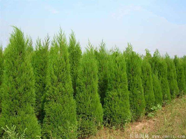 檜柏圖片基地實拍