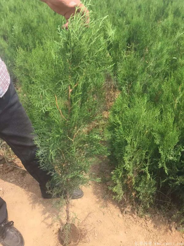 扁柏圖片基地實(shí)拍