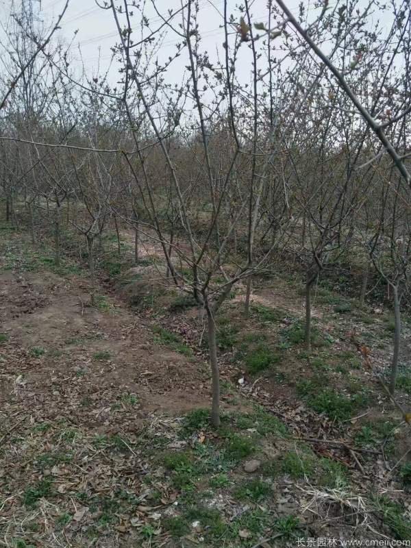 垂絲海棠圖片基地實拍 垂絲海棠圖片基地實拍