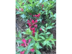 50公分紅王子錦帶價格是多少？