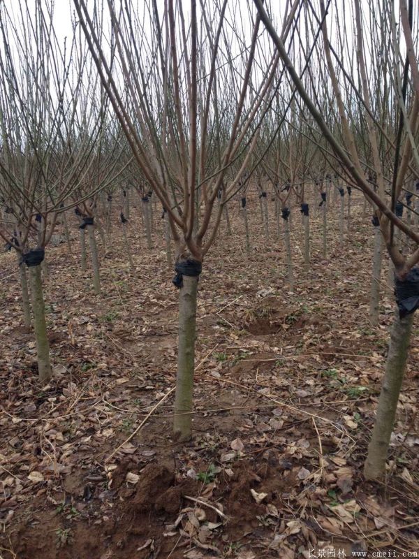 紅梅樹紅梅花圖片基地實拍