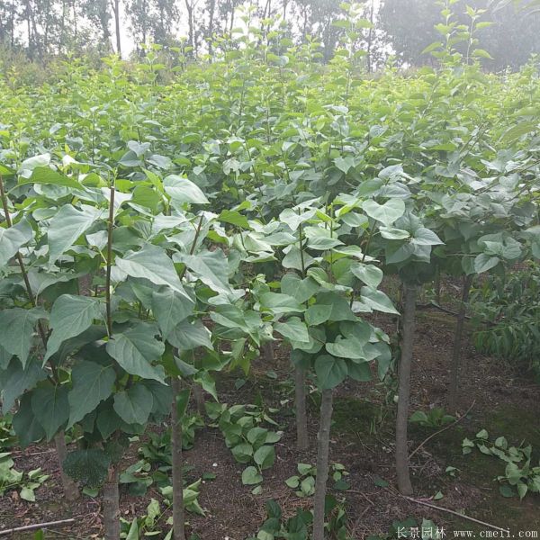 丁香圖片基地實拍 丁香圖片基地實拍