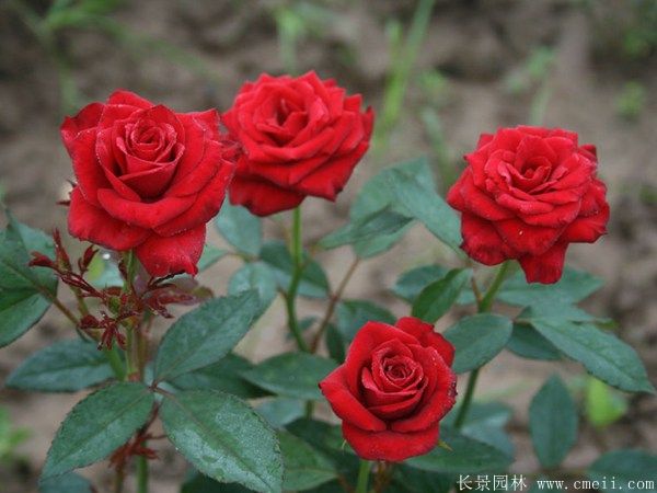 雜種香水月季圖片 雜種香水月季圖片