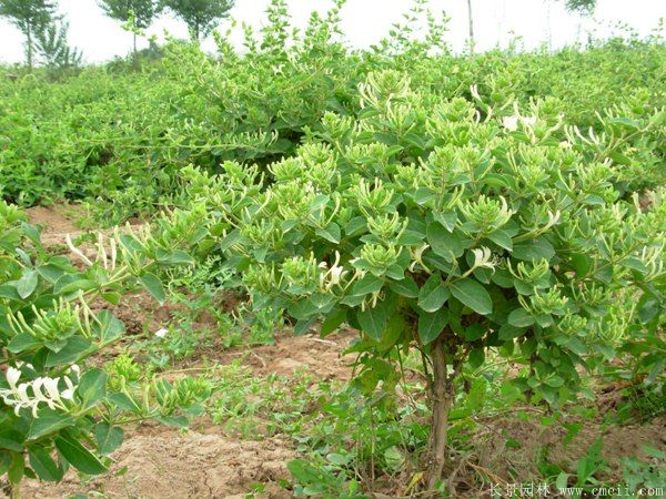 金銀花小苗圖片 金銀花小苗圖片