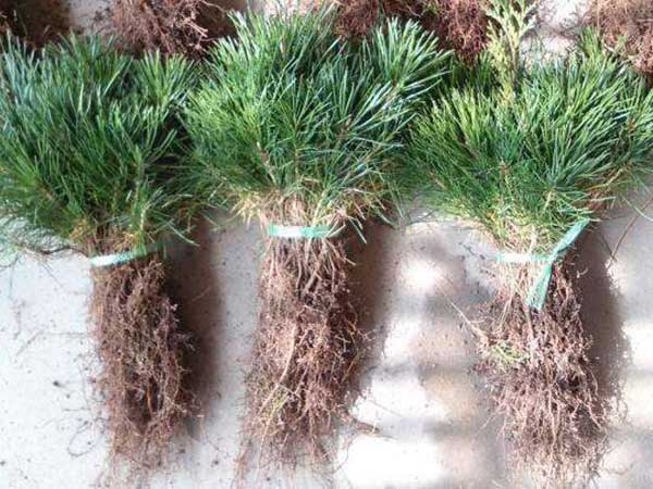 黑松小苗圖片 黑松小苗圖片