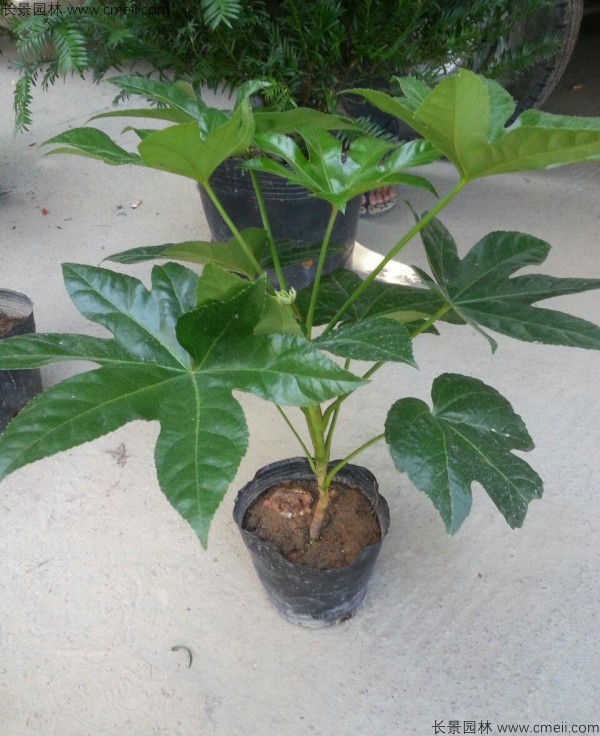 八角金盤種子發芽出苗圖片 八角金盤種子發芽出苗圖片