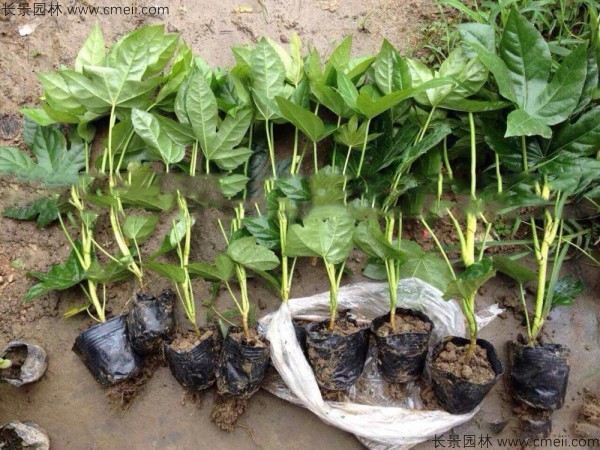 八角金盤種子發芽出苗圖片 八角金盤種子發芽出苗圖片