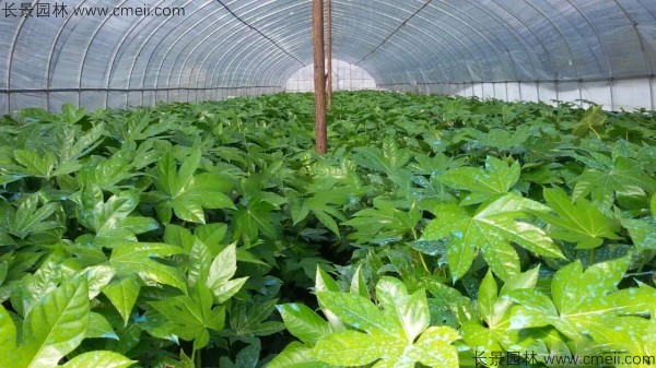 八角金盤種子發芽出苗圖片 八角金盤種子發芽出苗圖片