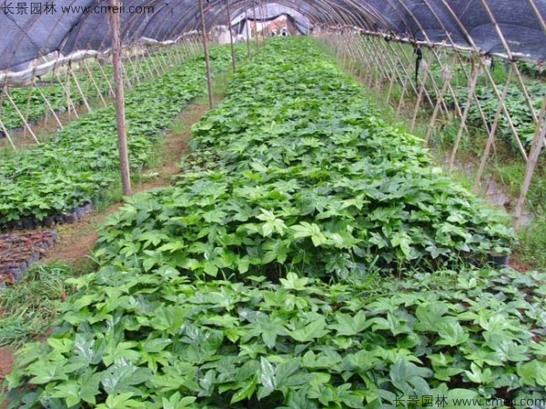 八角金盤種子發芽出苗圖片 八角金盤種子發芽出苗圖片