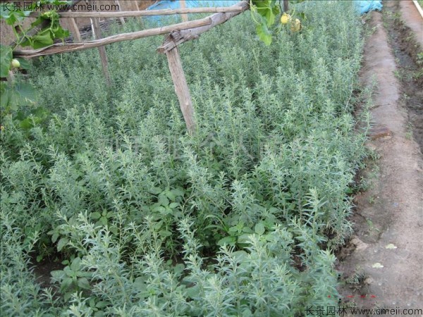 沙棘種子發芽出苗圖片