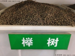 櫸樹種子適合什么時候播種  怎么種