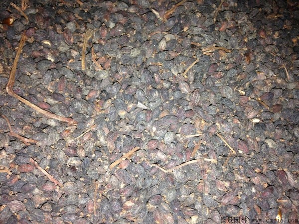 法國冬青種子圖片