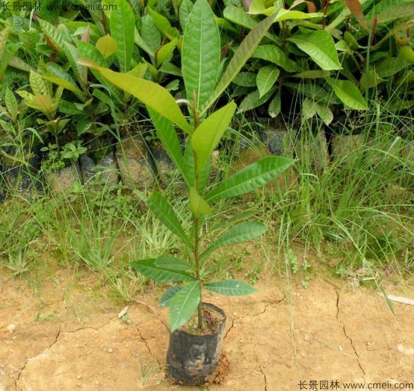 杜英種子發(fā)芽出苗圖片 杜英種子發(fā)芽出苗圖片