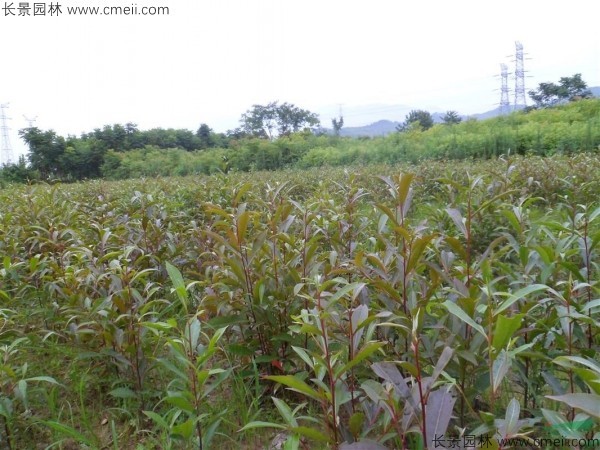 杜英種子發(fā)芽出苗圖片 杜英種子發(fā)芽出苗圖片