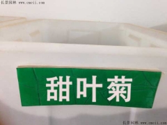 「甜葉菊種子」最新甜葉菊種子_價格_圖片_種植