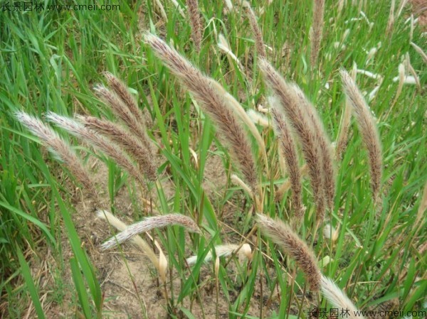 白茅種子發芽出苗圖片