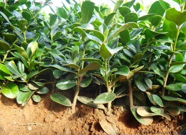 枸骨種子發芽出苗圖片