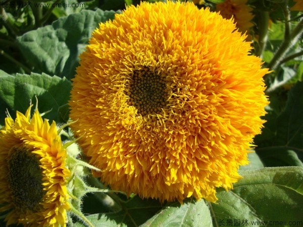 矮向日葵種子發(fā)芽出苗開(kāi)花圖片 矮向日葵種子發(fā)芽出苗開(kāi)花圖片