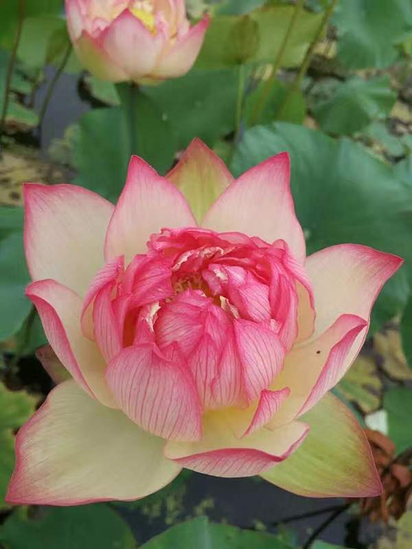 荷花種植基地實拍優質品種類