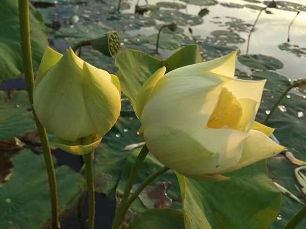 荷花種植基地實拍優質品種類