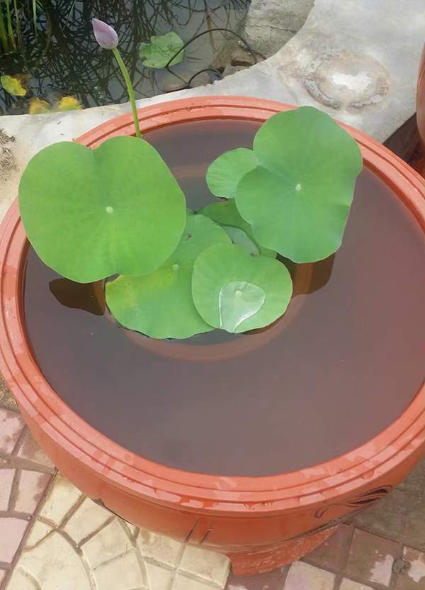 荷花種植基地實拍優質品種類盆栽