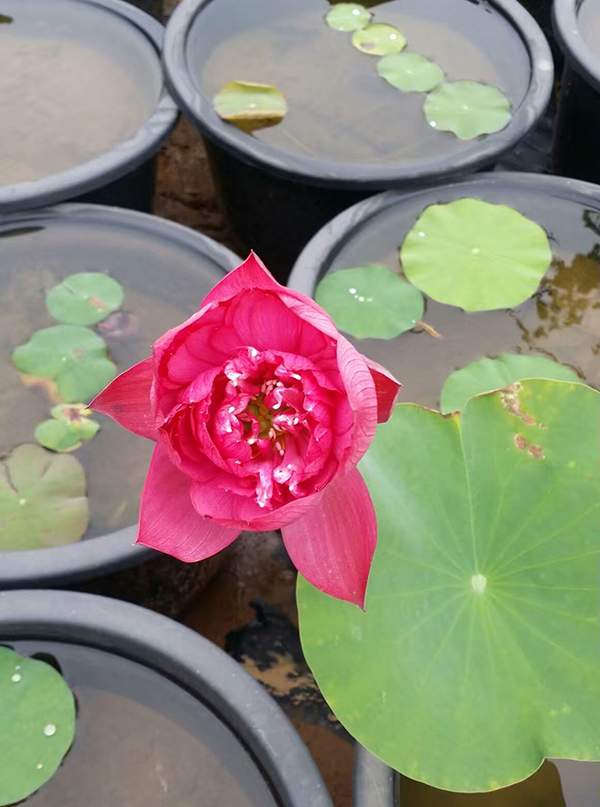 荷花種植基地實拍優質品種類盆栽