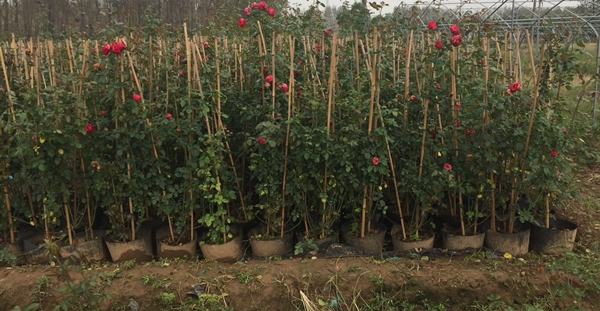 江蘇沭陽歐月基地