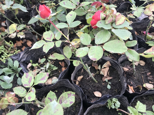 江蘇沭陽歐月基地