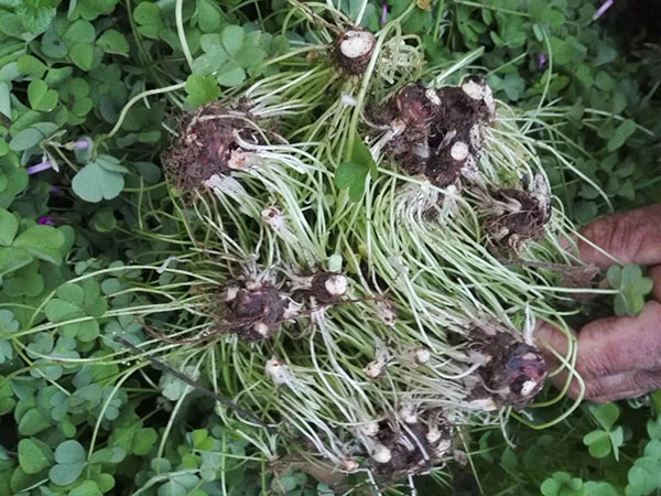 紅花草種球圖片基地實拍