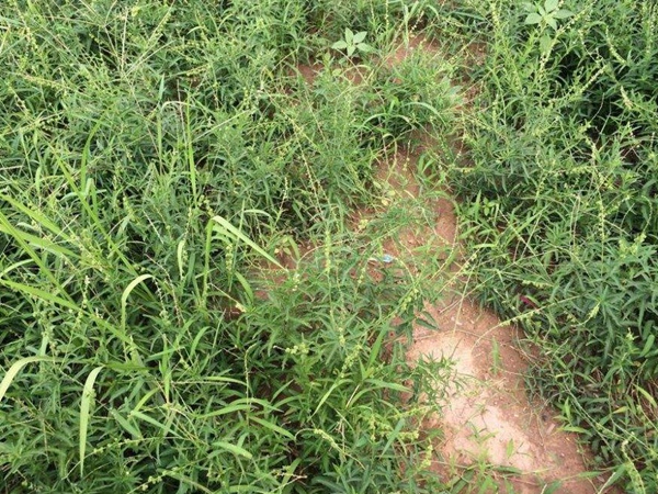 珍珠透骨草種子多少錢(qián)一斤,珍珠透骨草種子批發(fā)價(jià)格