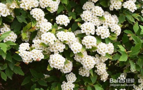 繡線菊怎么養護最合適呢？