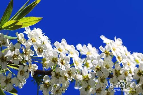 繡線菊怎么養護最合適呢？
