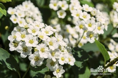 繡線菊怎么養護最合適呢？