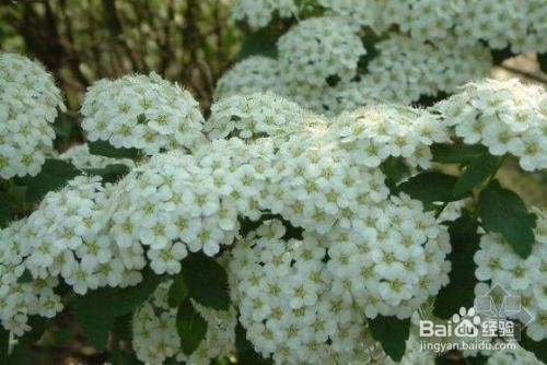 繡線菊怎么養護最合適呢？